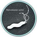 ヘリコバクターピロリ菌